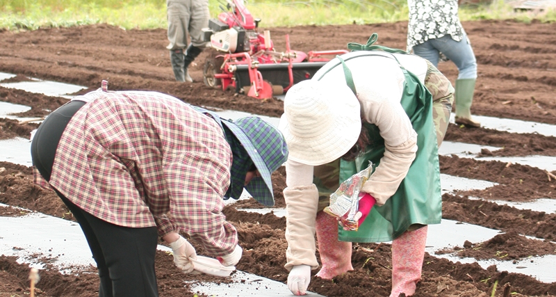 鳴沢農業の写真